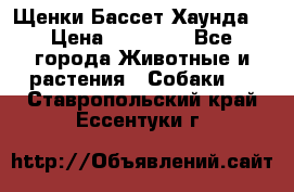 Щенки Бассет Хаунда  › Цена ­ 25 000 - Все города Животные и растения » Собаки   . Ставропольский край,Ессентуки г.